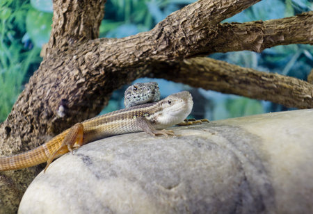 A couple of lizards on a rock