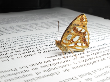 a small orange and silver butterfly on a newspaperの写真素材