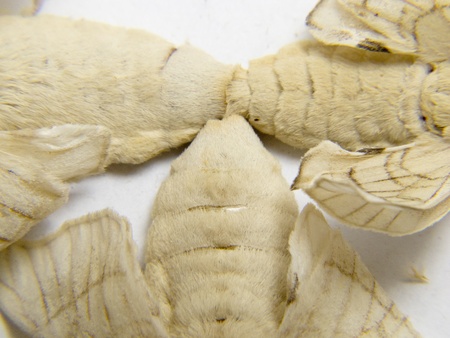 silkworm moths fertility among themの写真素材