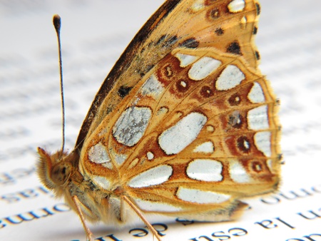 an orange and silver butterfly on a newspapeの写真素材