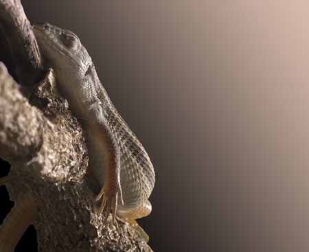 a lizard sleeping peacefully on a branchの写真素材