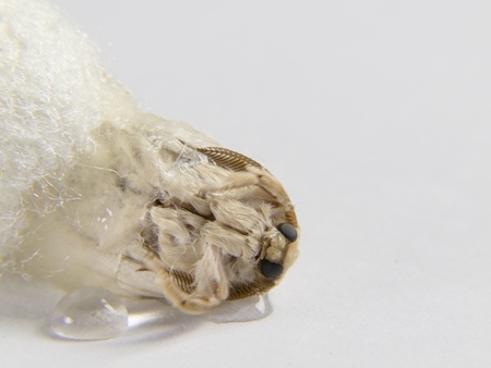 a butterfly leaving the cocoon slowly rompiedo silk with their juicesの写真素材