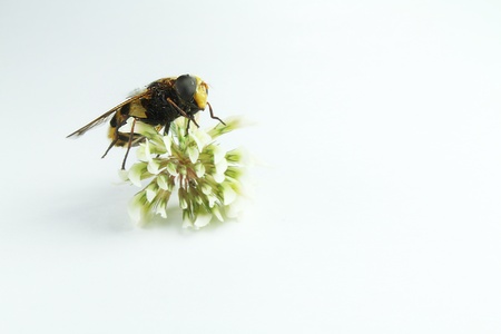 a large wasp on a flower with white backgroundの写真素材
