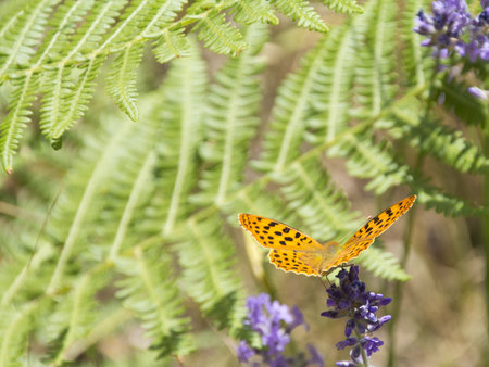 a Orange butterfly perched on green flowers in the fieldの写真素材