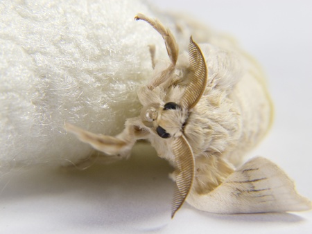 a Fresh out of the cocoon butterflyの写真素材