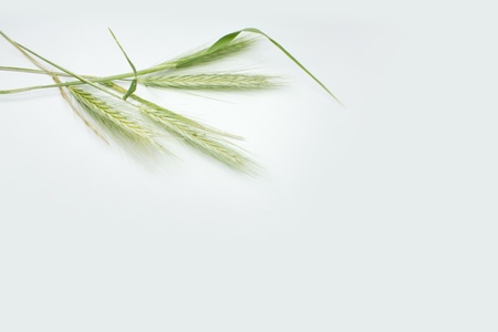 a green ears crossed on white backgroundの写真素材