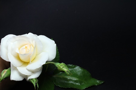 a white rose on a black backgroundの写真素材