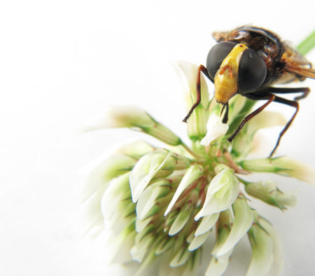 a Macro of the head of a wasp on a flower