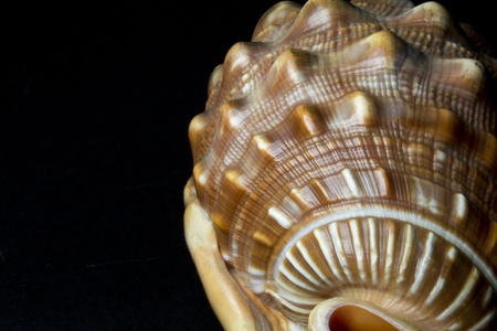 a conch of beautiful shapes and colors on black backgroundの写真素材