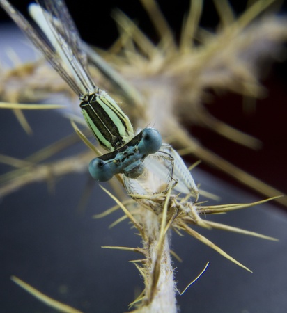 a Dragonfly head on a stickの写真素材