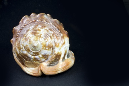 a conch of beautiful shapes and colors on black backgroundの写真素材