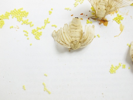 a two silkworm moths lay eggsの写真素材