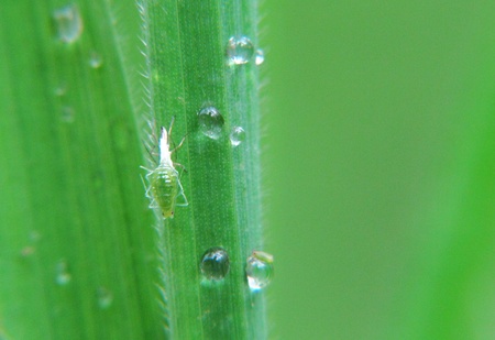 a very small green insect on a wet leafの写真素材