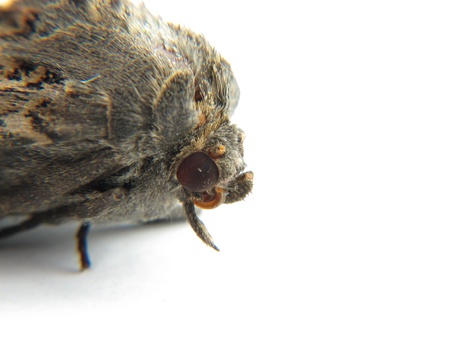 a Macro of the head of a common mothの写真素材
