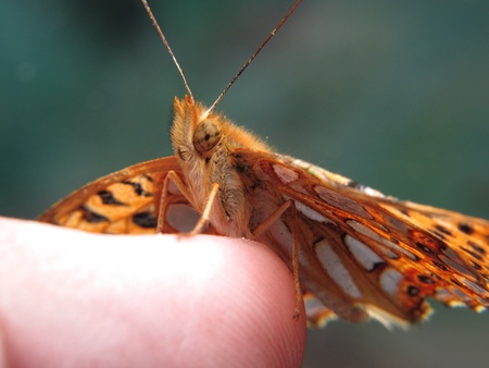a small orange and silver butterfly on fingerの写真素材
