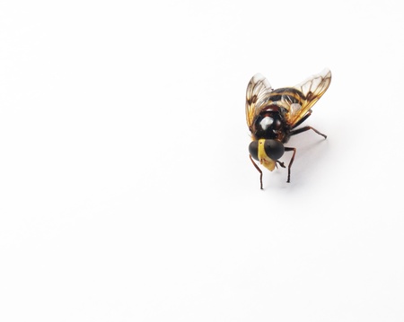 a Beautiful and bright wasp on a white backgroundの写真素材
