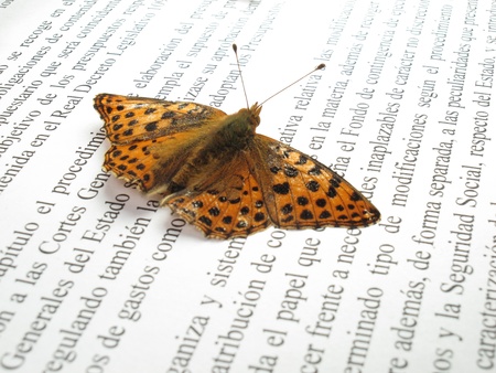 a small orange and silver butterfly on a newspaper with outstretched wingsの写真素材