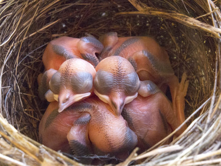 wagtail nest with hatchlings with 3 days