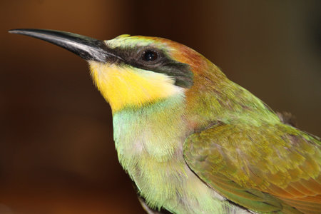 nice colorful bee-eater