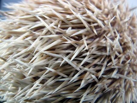 White African posing little hedgehogの写真素材
