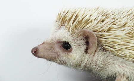 White African posing little hedgehogの写真素材