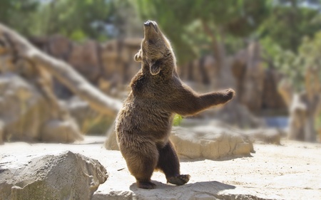 Great happy dancing bearの写真素材