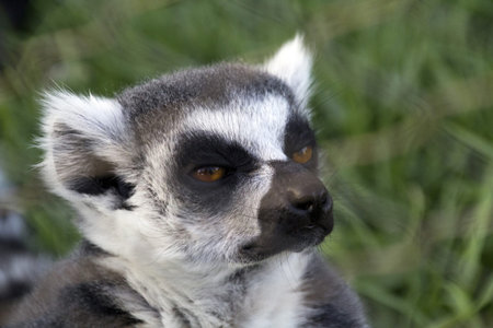 pretty curious lemur