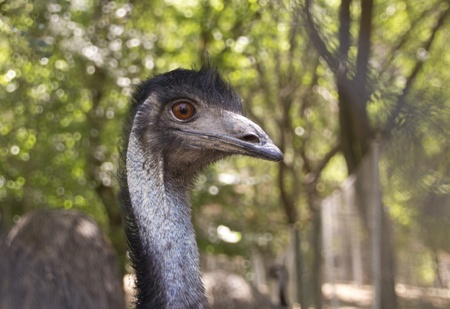 Closeup emu in openの写真素材