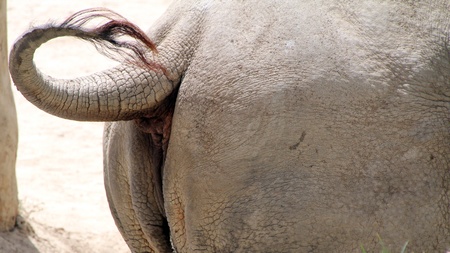 back of a rhinoの写真素材