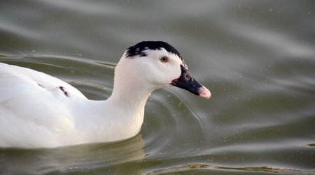 ducks in the pondの写真素材