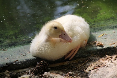 ducks in the pondの写真素材