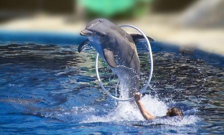 beautiful dolphin jumping through a hoop highの写真素材