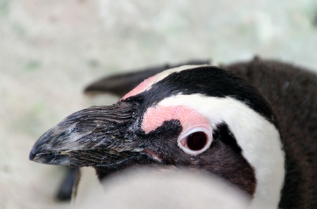 Magellanic penguins sympatheticの写真素材
