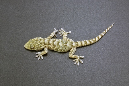 gecko on a dark backgroundの写真素材