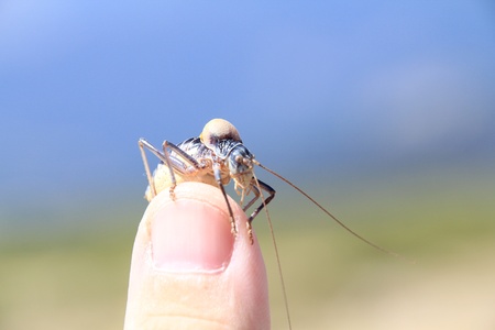 bush cricket, typical of the Sierra de Madridの写真素材
