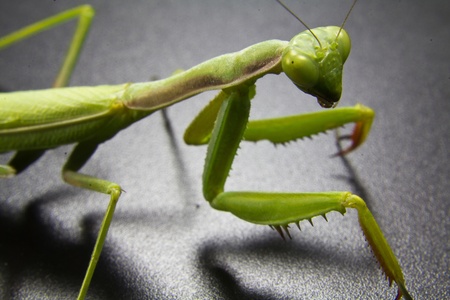Closeup of a green mantisの写真素材