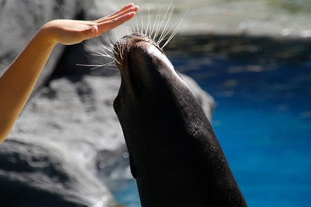 seal playingの写真素材
