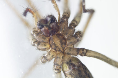 domestic spider stalking prey