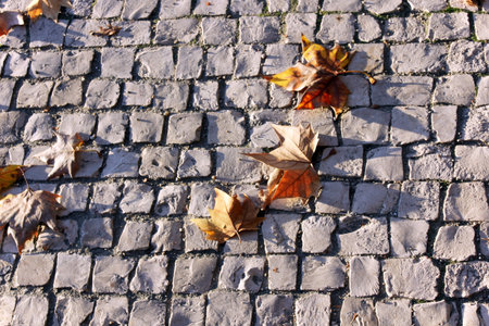 floor pavers with dried leaves background