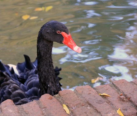 beautiful Black Swan red beakの写真素材