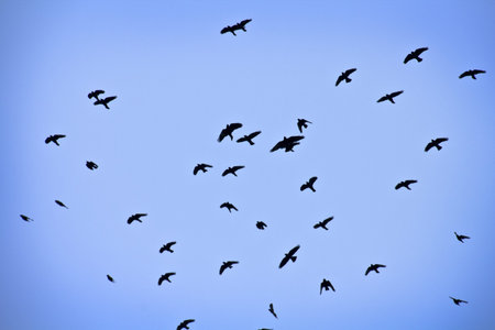 Group of birds