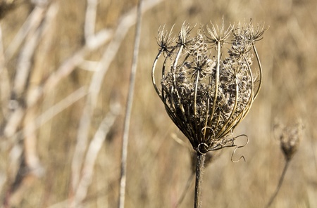 thistle and white cotton during the summerの写真素材