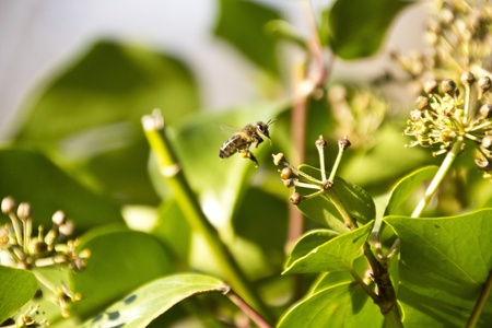 Seeds of an ivy in a garden oprimaveralの写真素材