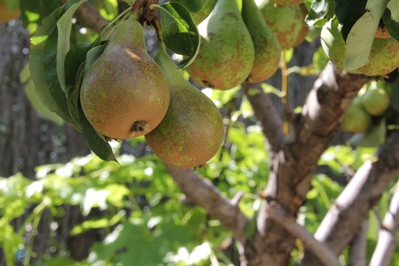 ripe pears on the treeの写真素材