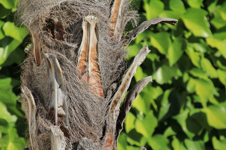 foreground of palm trunk