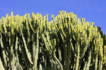 large green cactusの写真素材