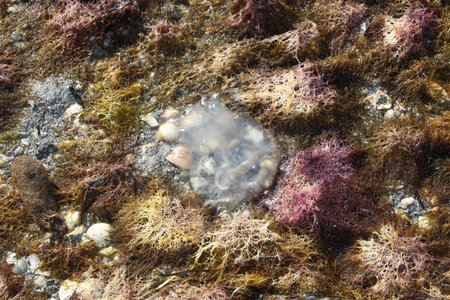 small jellyfish arrival at the beach by the tidesの写真素材