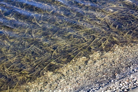 calm waters along the beachの写真素材