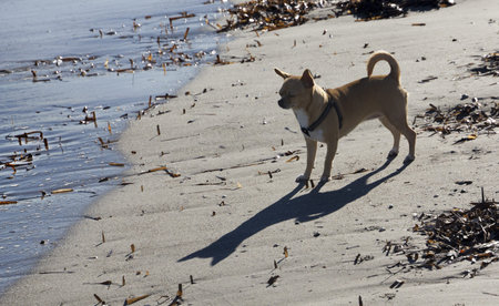 Chihuahua by the seaの写真素材