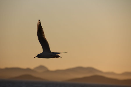 gulls flying at dusk